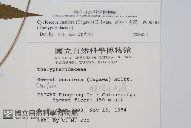 突尖小毛蕨藏品圖，第2張