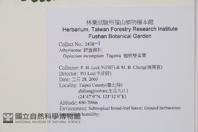 翅柄雙蓋蕨藏品圖，第2張