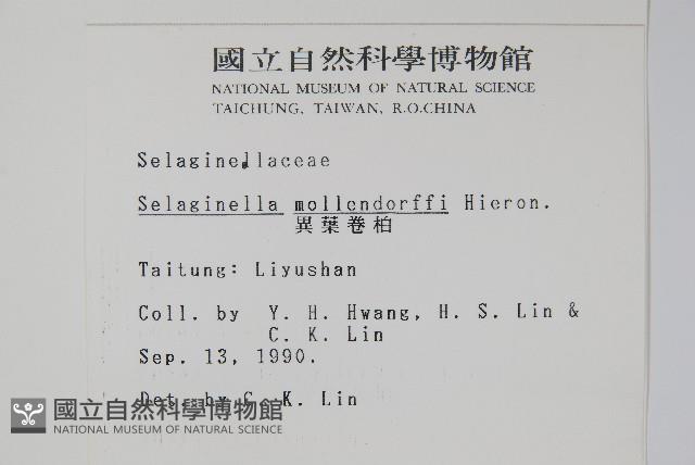 異葉卷柏藏品圖，第2張