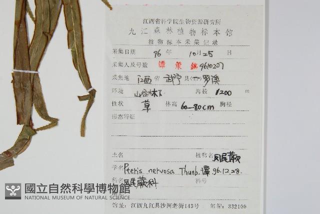 鳳尾蕨藏品圖，第2張