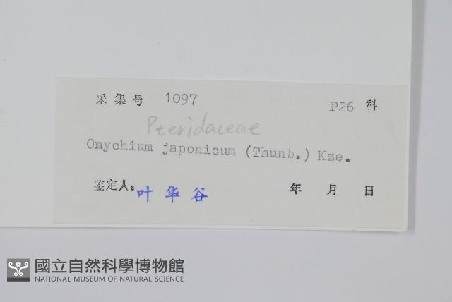 日本金粉蕨藏品圖，第2張