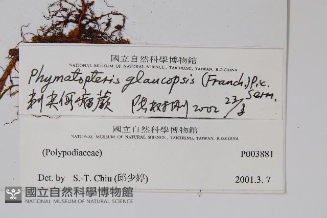 刺尖假瘤蕨藏品圖，第2張