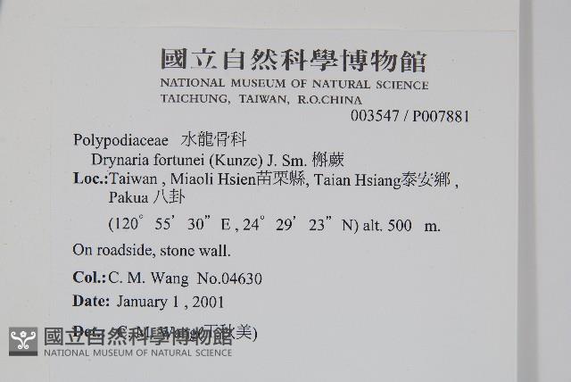 槲蕨藏品圖，第2張