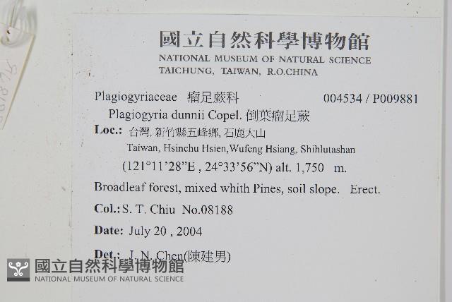 倒葉瘤足蕨藏品圖，第2張