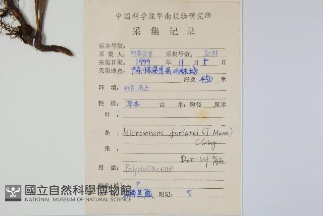 大星蕨藏品圖，第1張