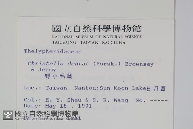 野小毛蕨藏品圖，第2張