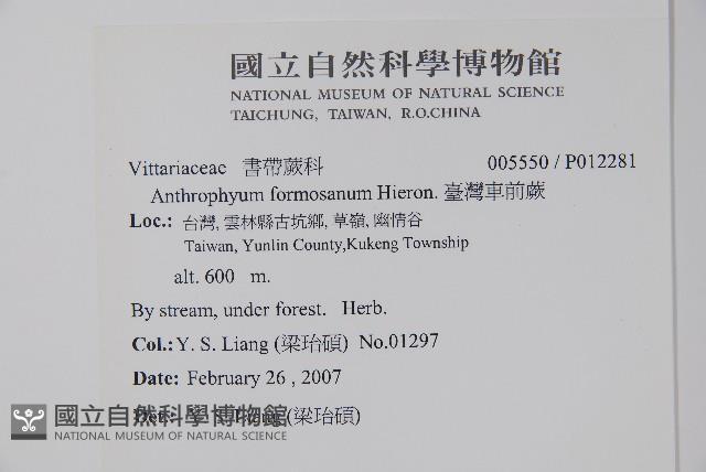 臺灣車前蕨藏品圖，第2張