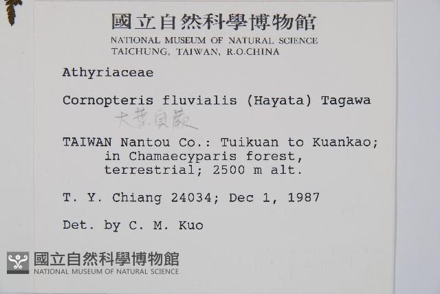 大葉貞蕨藏品圖，第2張