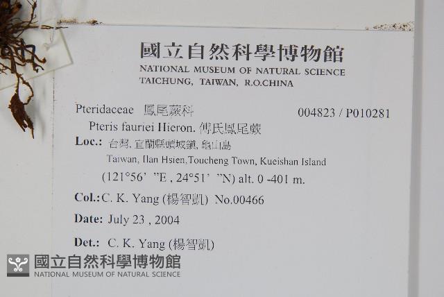 傅氏鳳尾蕨藏品圖，第2張