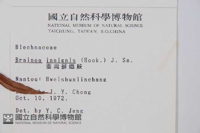 蘇鐵蕨藏品圖，第2張