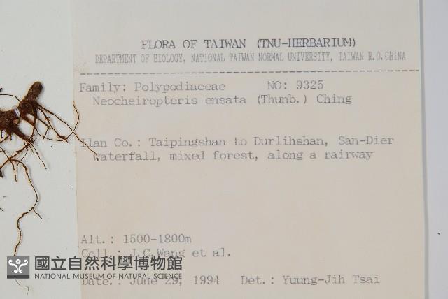 扇蕨藏品圖，第2張