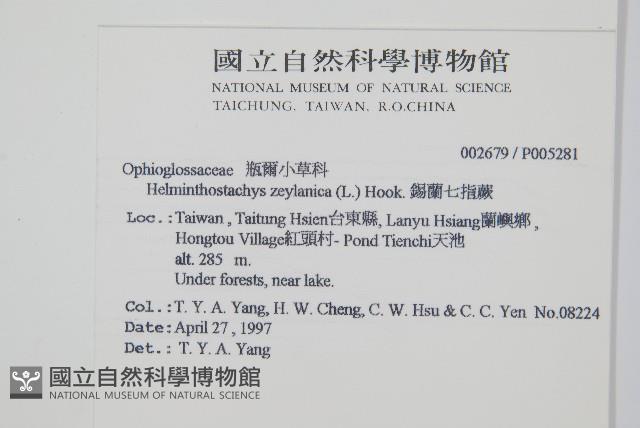 錫蘭七指蕨藏品圖，第2張