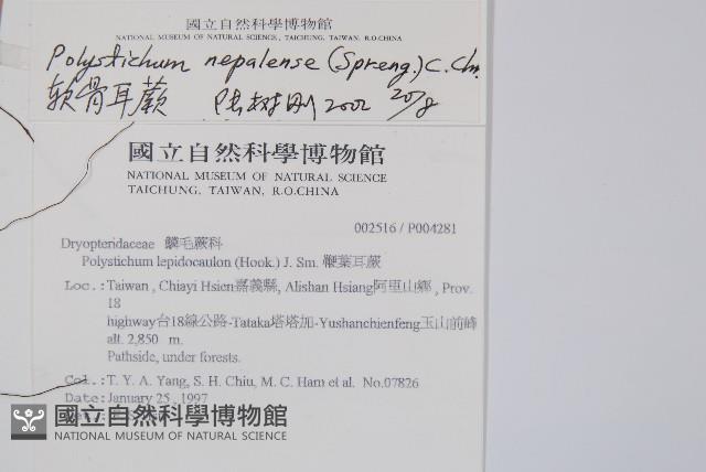 軟骨耳蕨藏品圖，第2張