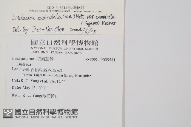 海島陵齒蕨藏品圖，第2張