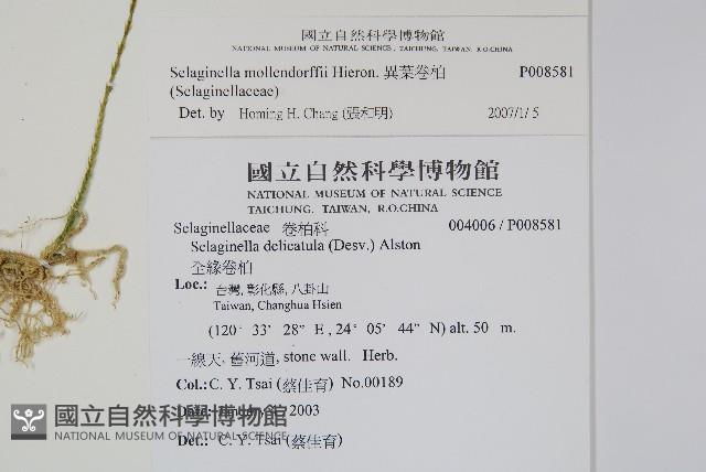 Accession Number:P008581 Collection Image, Figure 2, Total 2 Figures