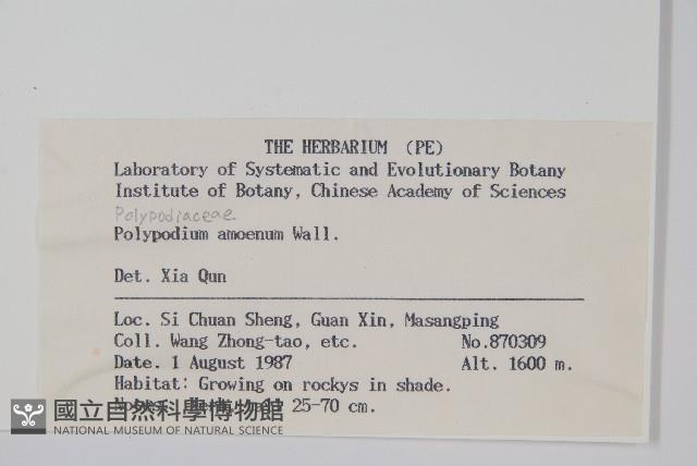 阿里山水龍骨藏品圖，第2張