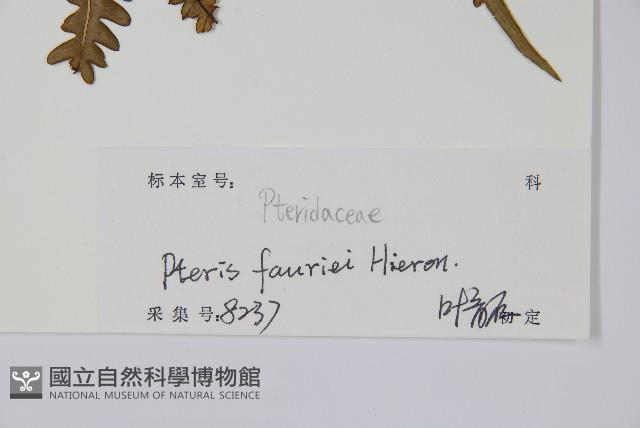 傅氏鳳尾蕨藏品圖，第2張