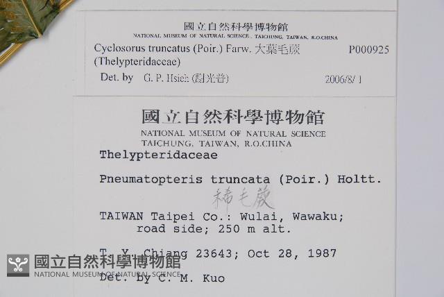 大葉毛蕨藏品圖，第2張