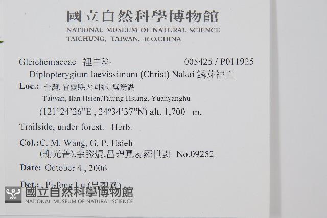 鱗芽裡白藏品圖，第2張