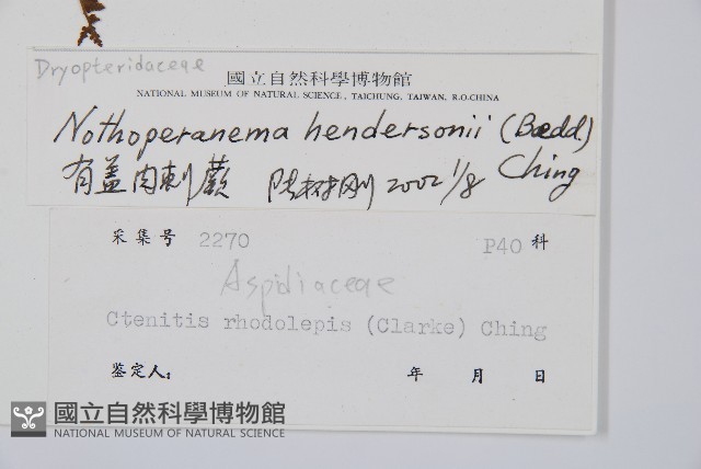 小苞鱗毛蕨藏品圖，第2張