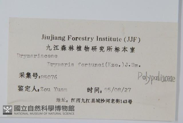 槲蕨藏品圖，第2張