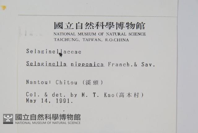 日本卷柏藏品圖，第2張