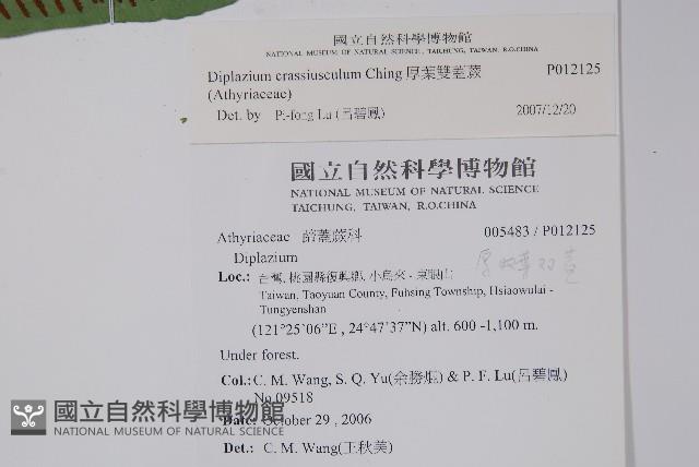 厚葉雙蓋蕨藏品圖，第5張