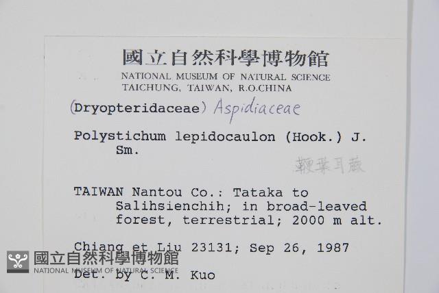 鞭葉耳蕨藏品圖，第2張