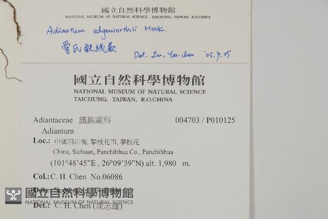 愛氏鐵線蕨藏品圖，第5張