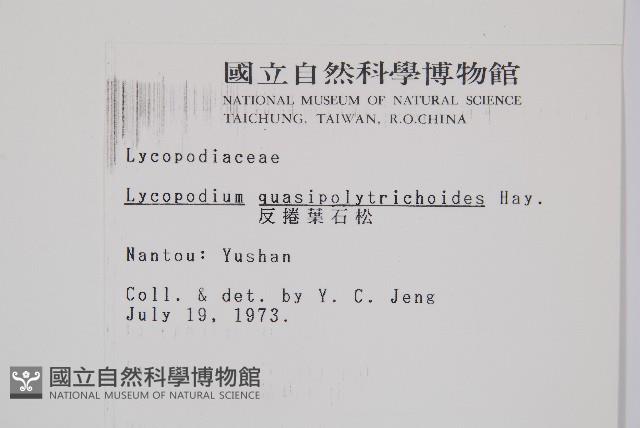 反捲葉石松藏品圖，第2張