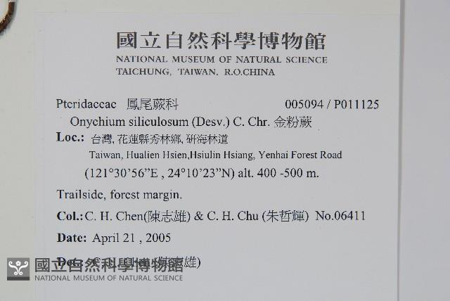 金粉蕨藏品圖，第2張