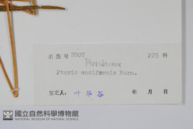 箭葉鳳尾蕨藏品圖，第2張