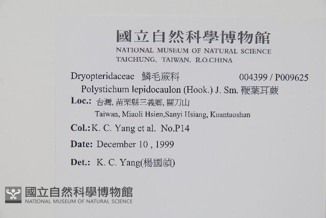 鞭葉耳蕨藏品圖，第2張