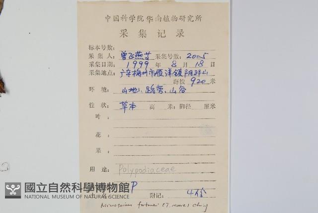 大星蕨藏品圖，第2張