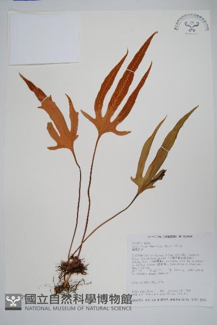 槭葉石葦藏品圖，第1張