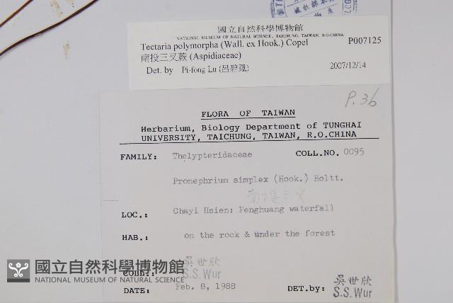 南投三叉蕨藏品圖，第2張