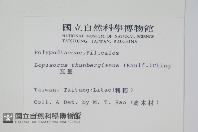 瓦葦藏品圖，第2張
