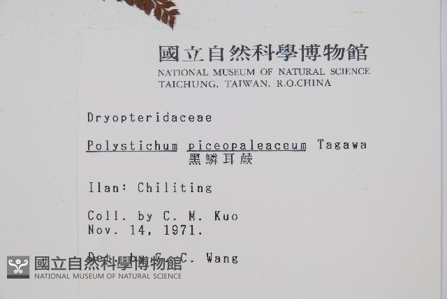 黑鱗耳蕨藏品圖，第2張