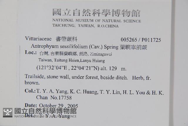 蘭嶼車前蕨藏品圖，第2張