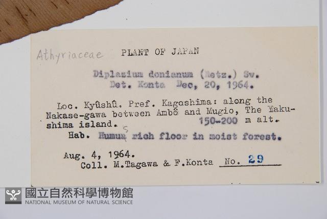 細柄雙蓋蕨藏品圖，第2張