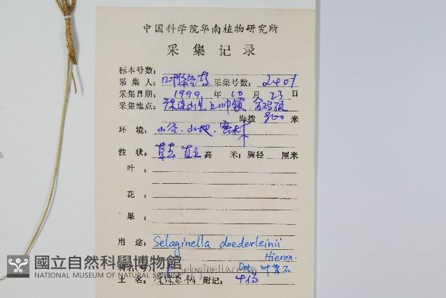 生根卷柏藏品圖，第2張