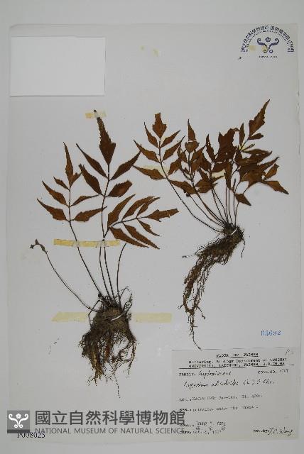 革葉鐵角蕨藏品圖，第1張