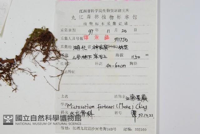 大星蕨藏品圖，第2張