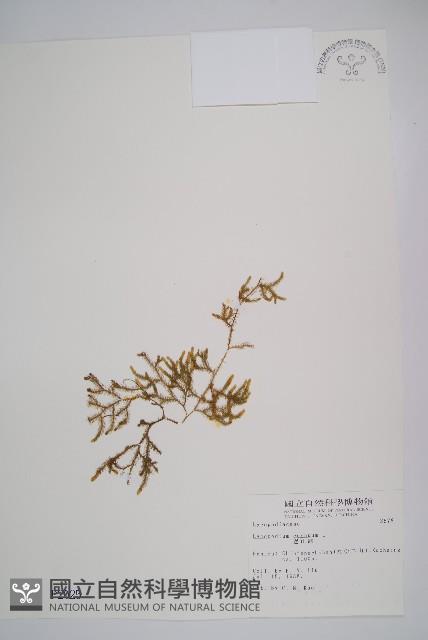 過山龍藏品圖，第1張