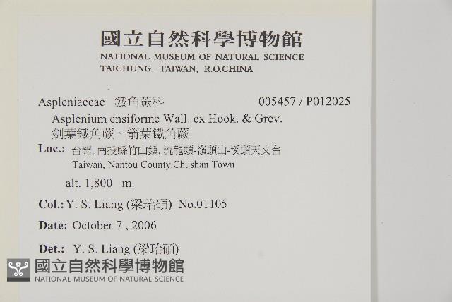 劍葉鐵角蕨、箭葉鐵角蕨藏品圖，第2張