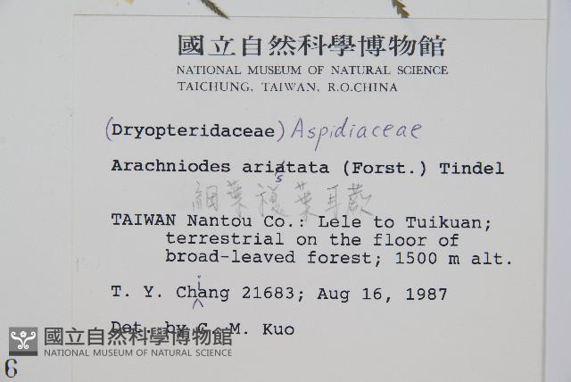 細葉複葉耳蕨藏品圖，第2張