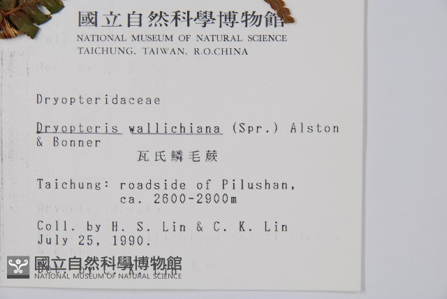 瓦氏鱗毛蕨藏品圖，第2張