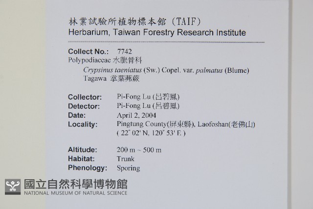 掌葉茀蕨藏品圖，第2張