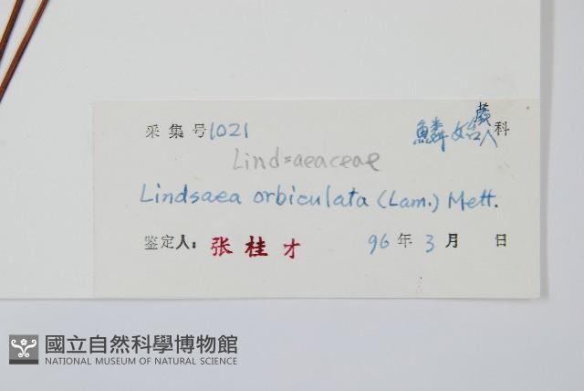 圓葉陵齒蕨藏品圖，第2張