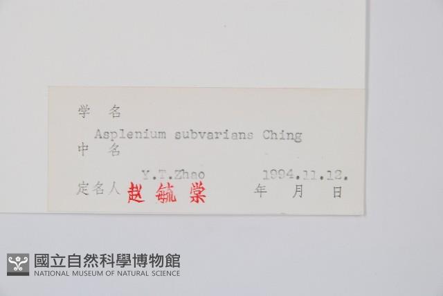 小鐵角蕨藏品圖，第2張